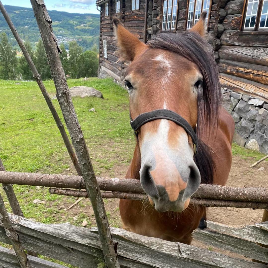 小皇堡不加酱多加番茄