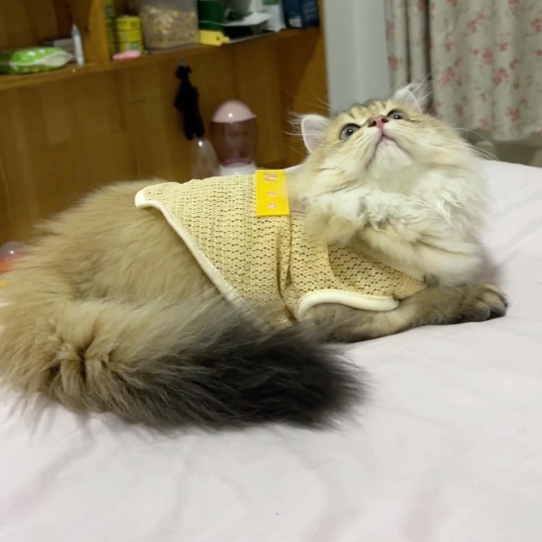 贪吃（啥都吃）的毛孩子