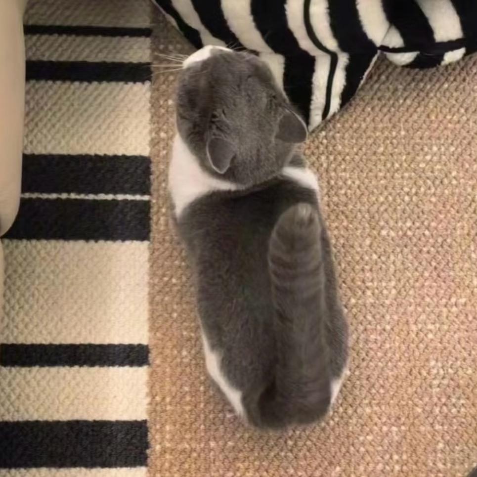 汪汪是我的名字_eee