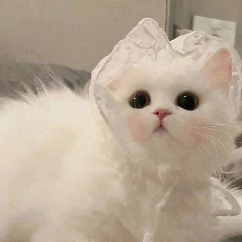 小羊˗ˋˏᰔᩚˎˊ˗