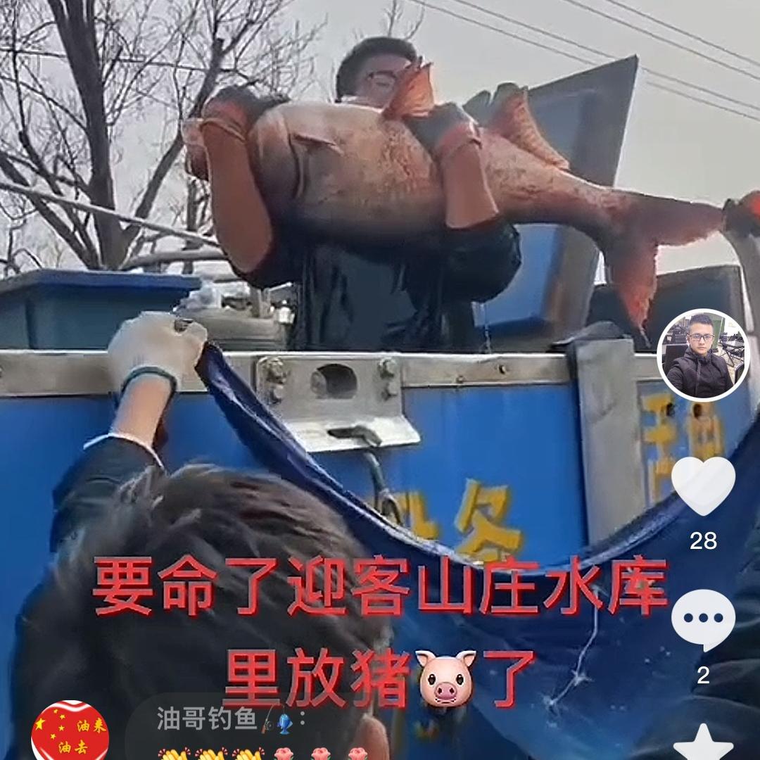 迎客山庄超大个体鲢鳙垂钓基地
