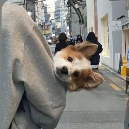 Qy_