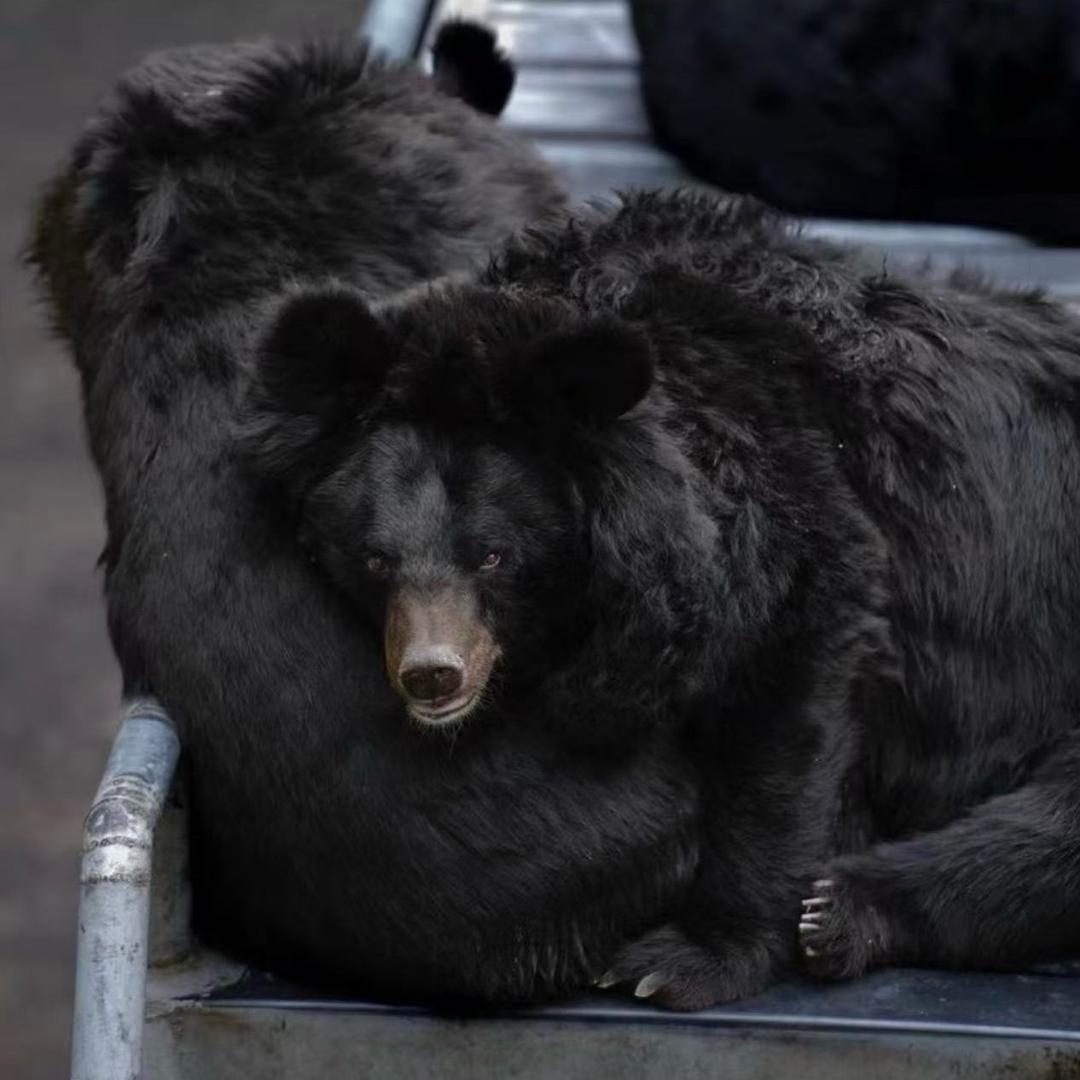 繁育基地（🐻胆粉）