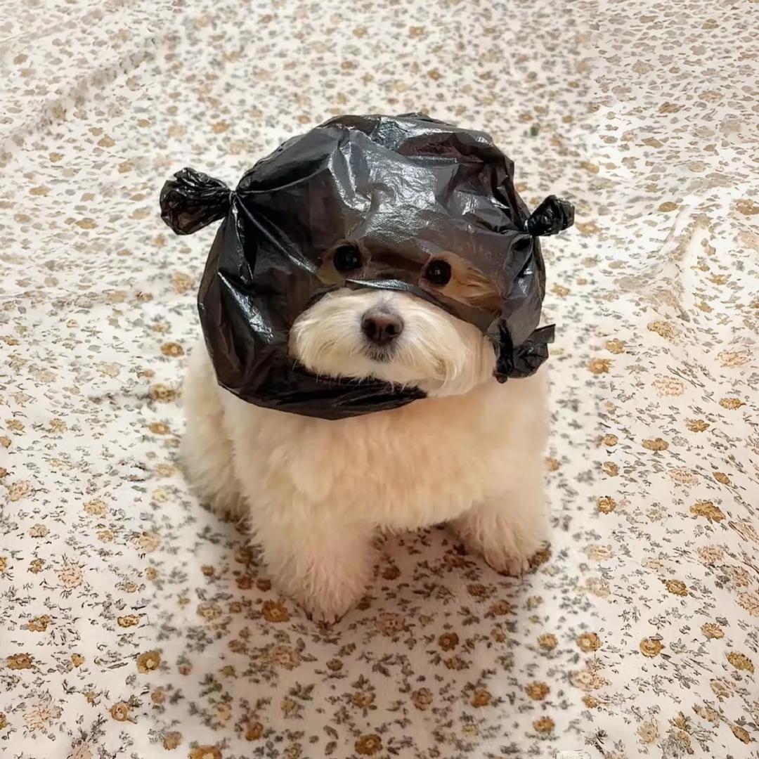 章鱼烧🐙