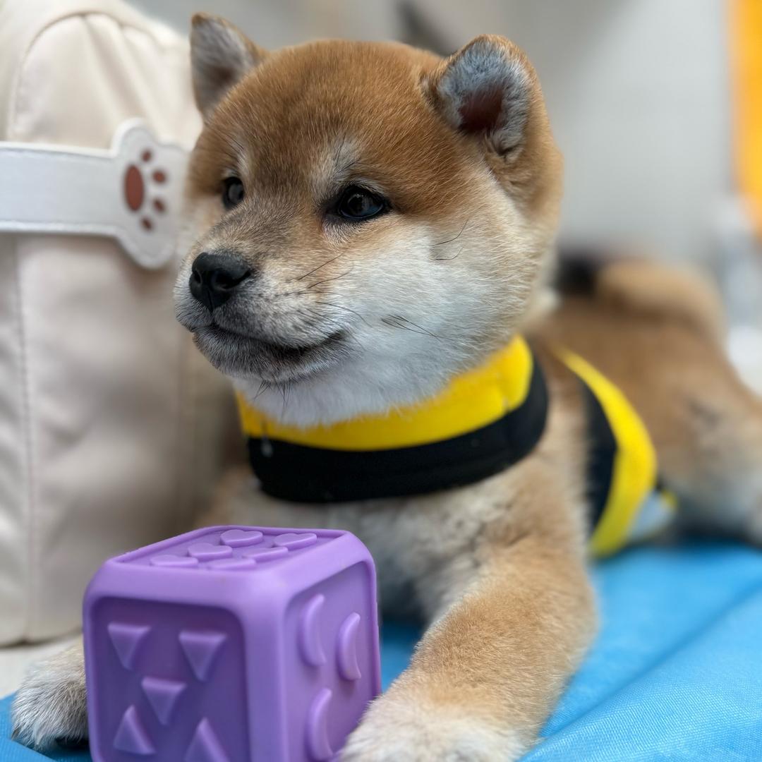 小福星儿
