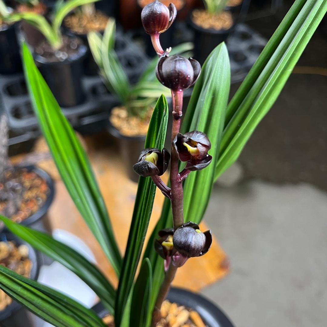 权权兰业