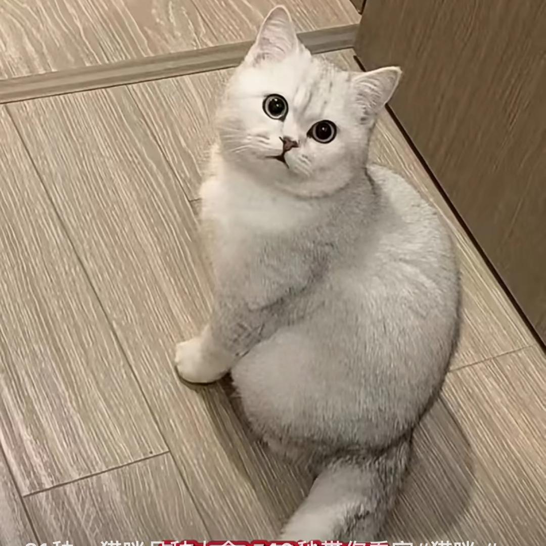 千条猫🐱