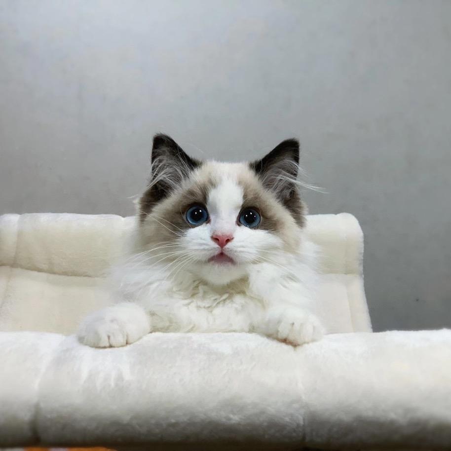 我叫抹茶吖