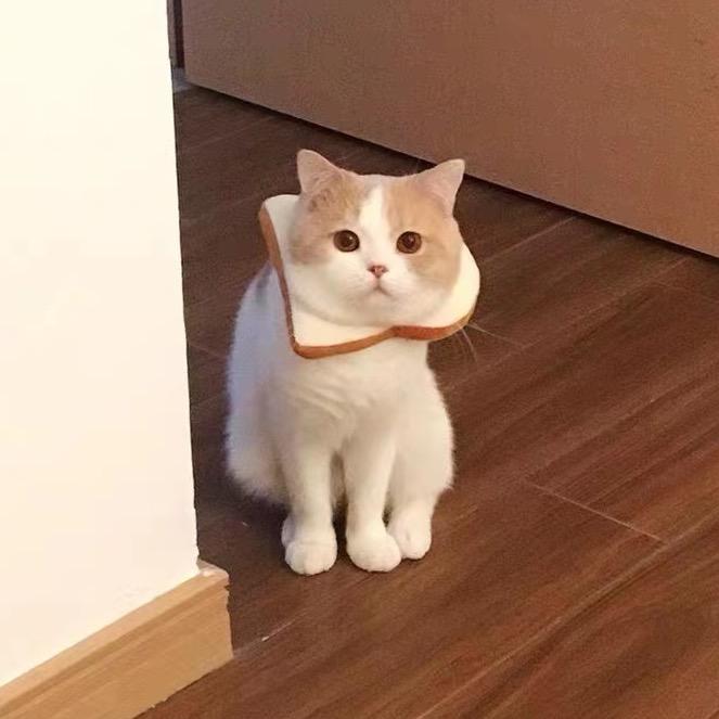 王小葵