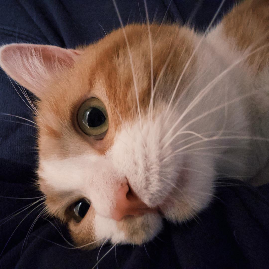 高冷的腿毛小姐