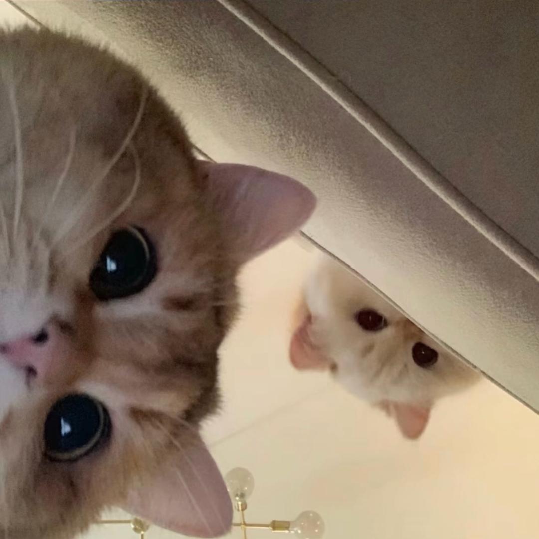 么嗷·猫的小院生活🐈