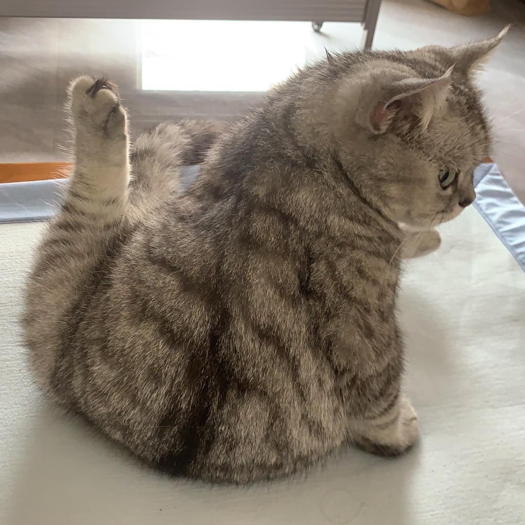 颖。