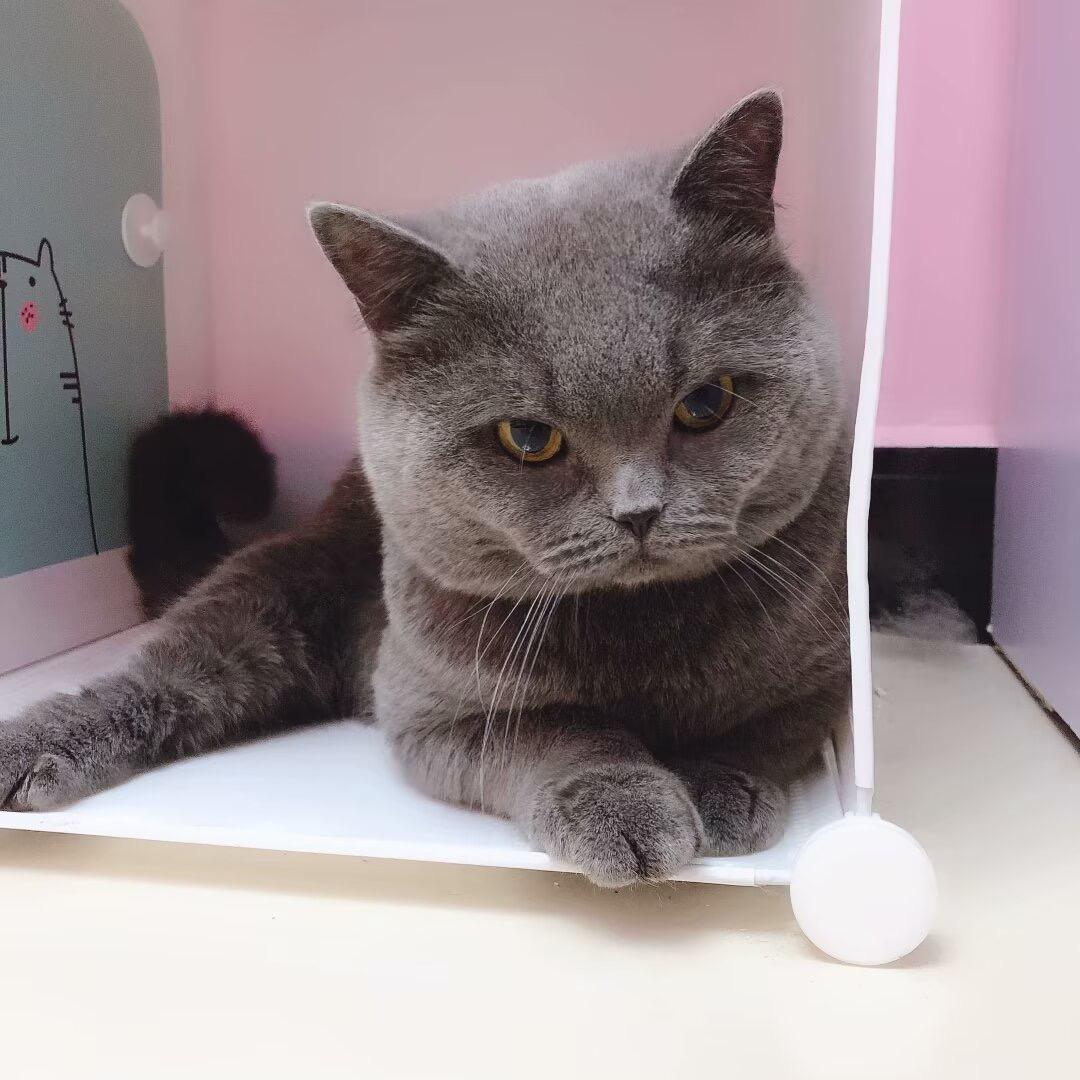 猫🐏