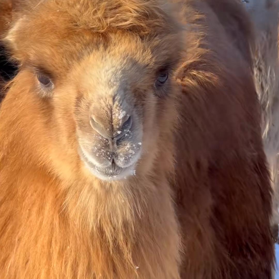 驼奶粉源头工厂
