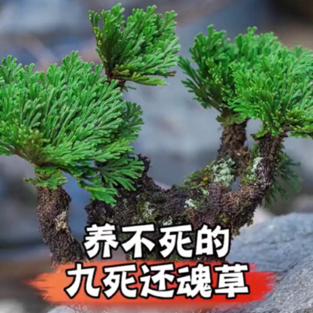 来信绿植花卉