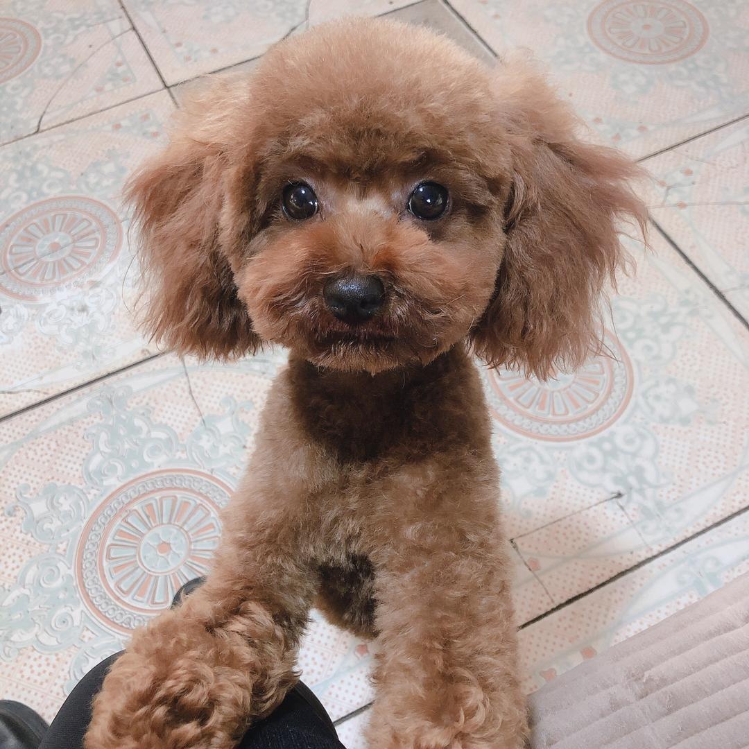 只昂张😀（景县老式红豆饼）