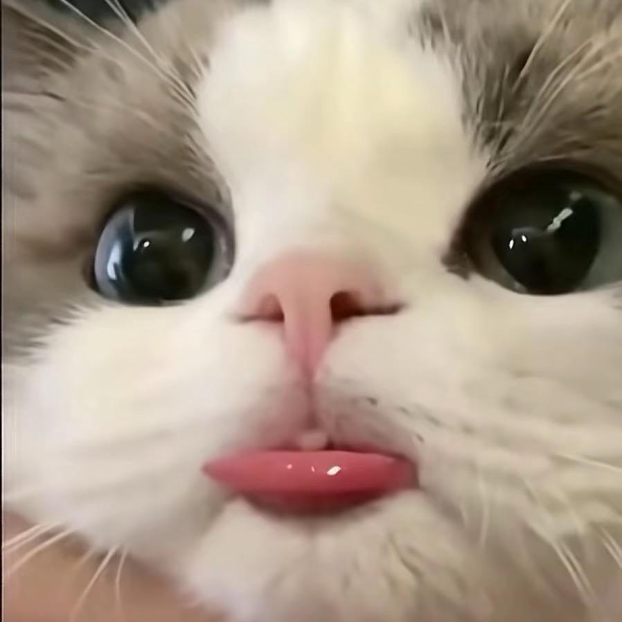 饱饱（旺财）