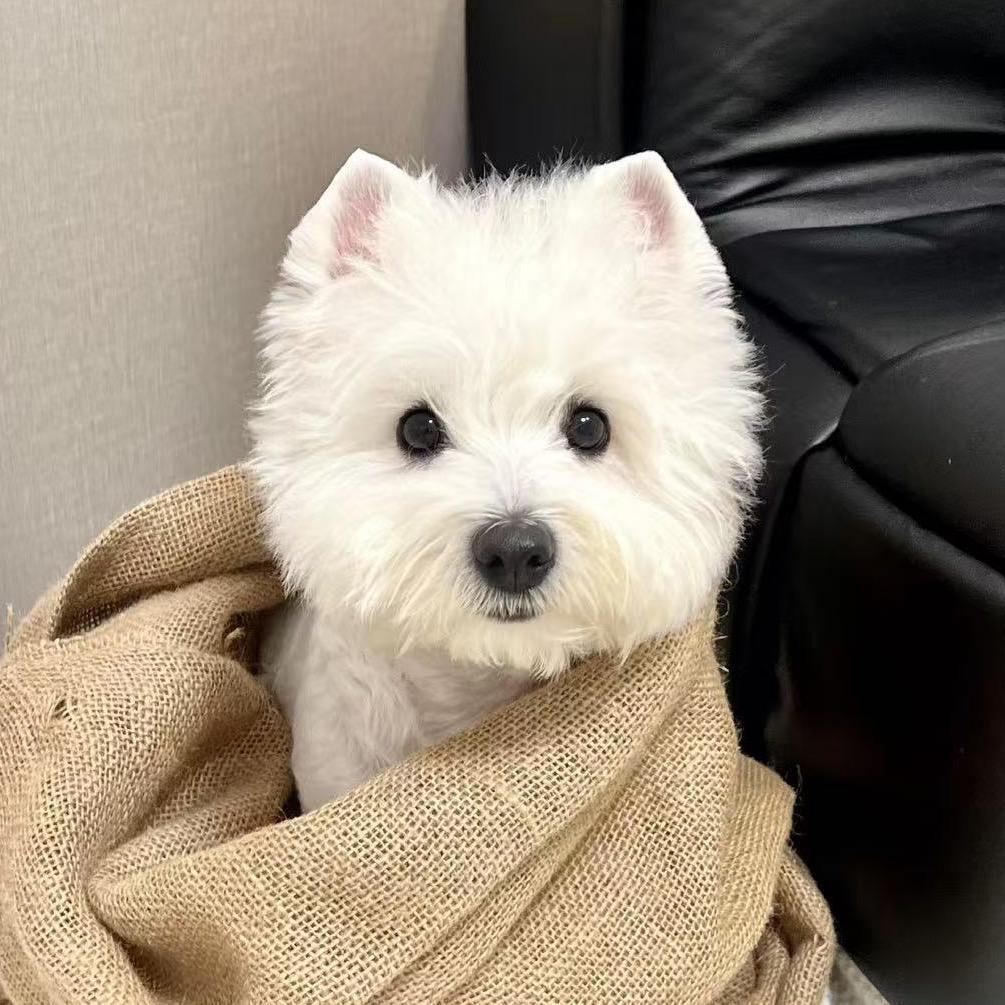 Lilili