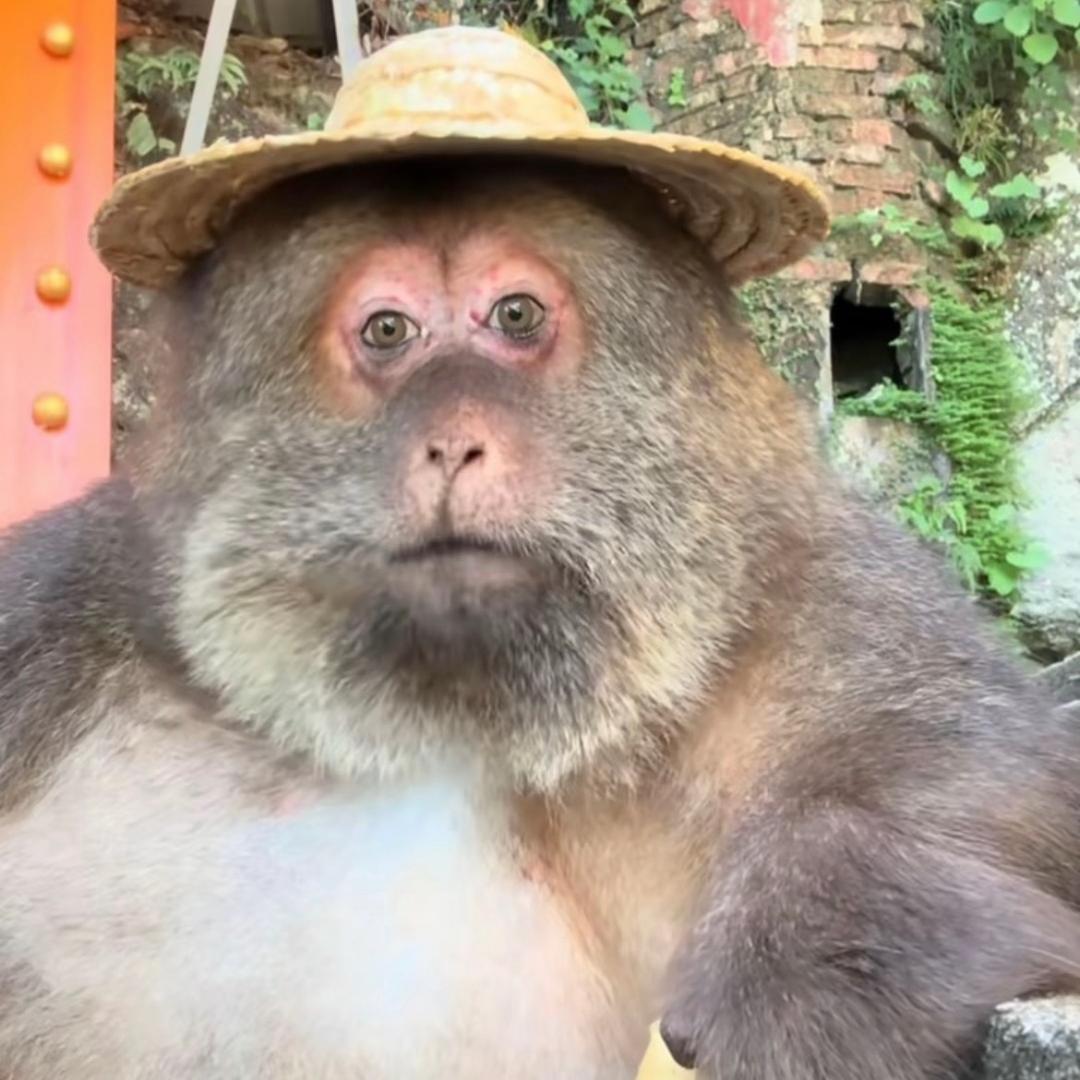 香菜榴莲螺狮粉抹茶星冰乐