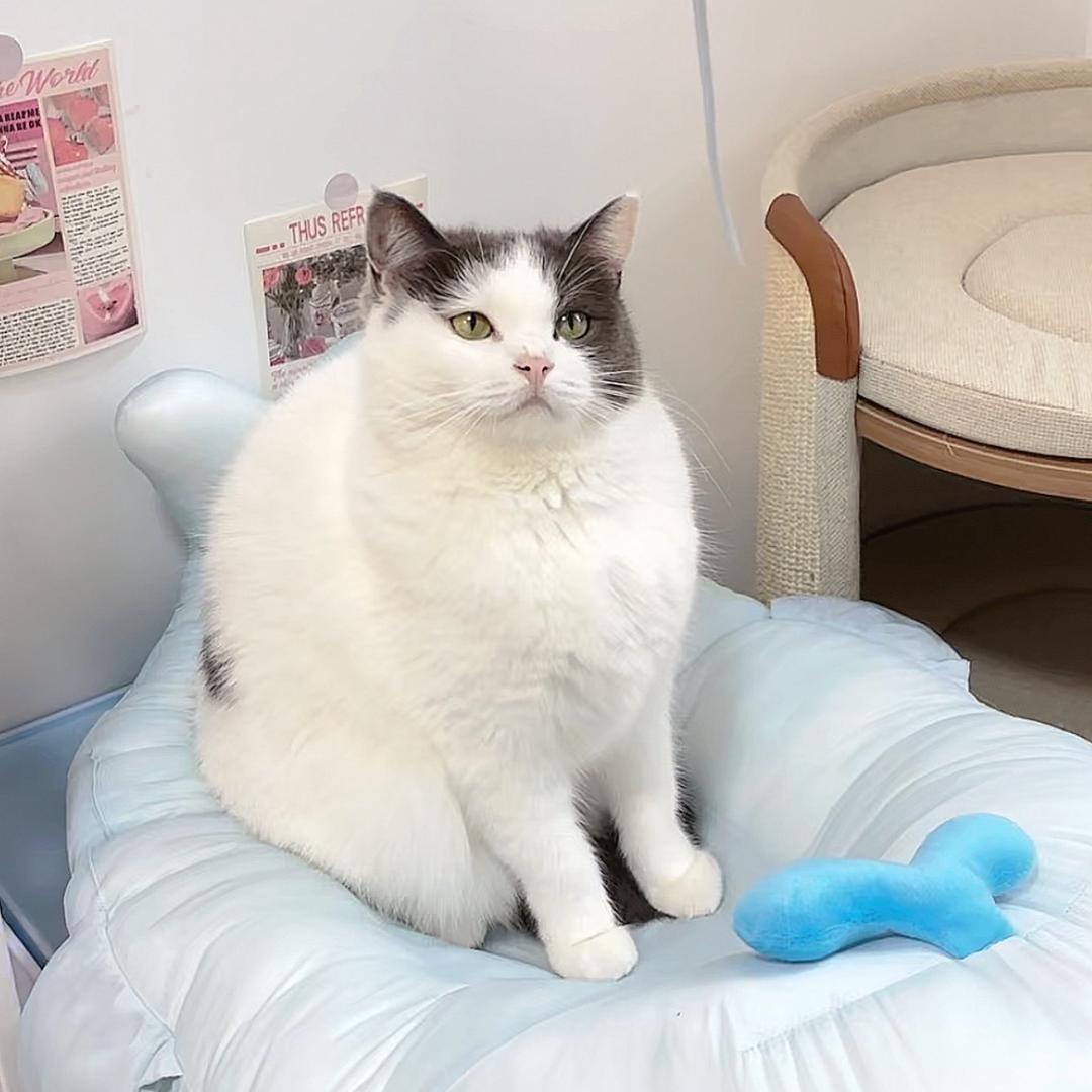 坨坨是个调皮鬼