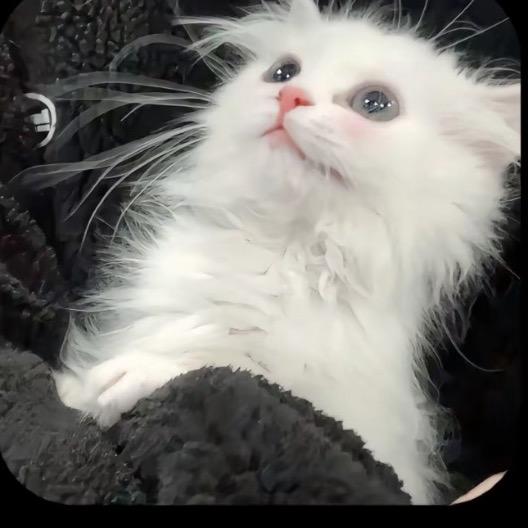 蛋