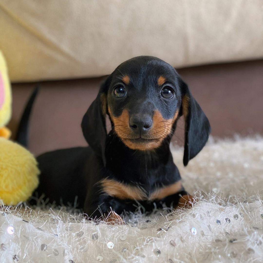 精品高端腊肠犬