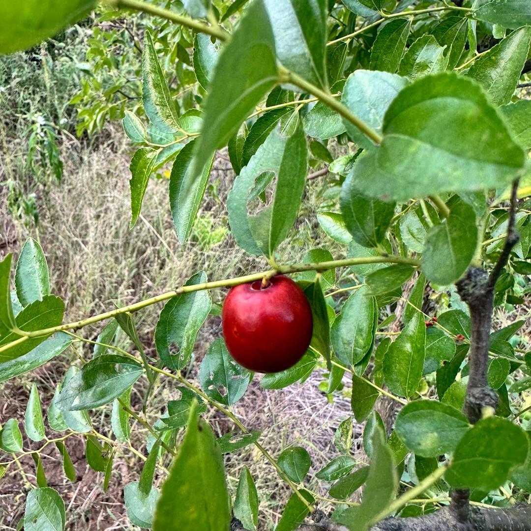 一盏清茶煮流年