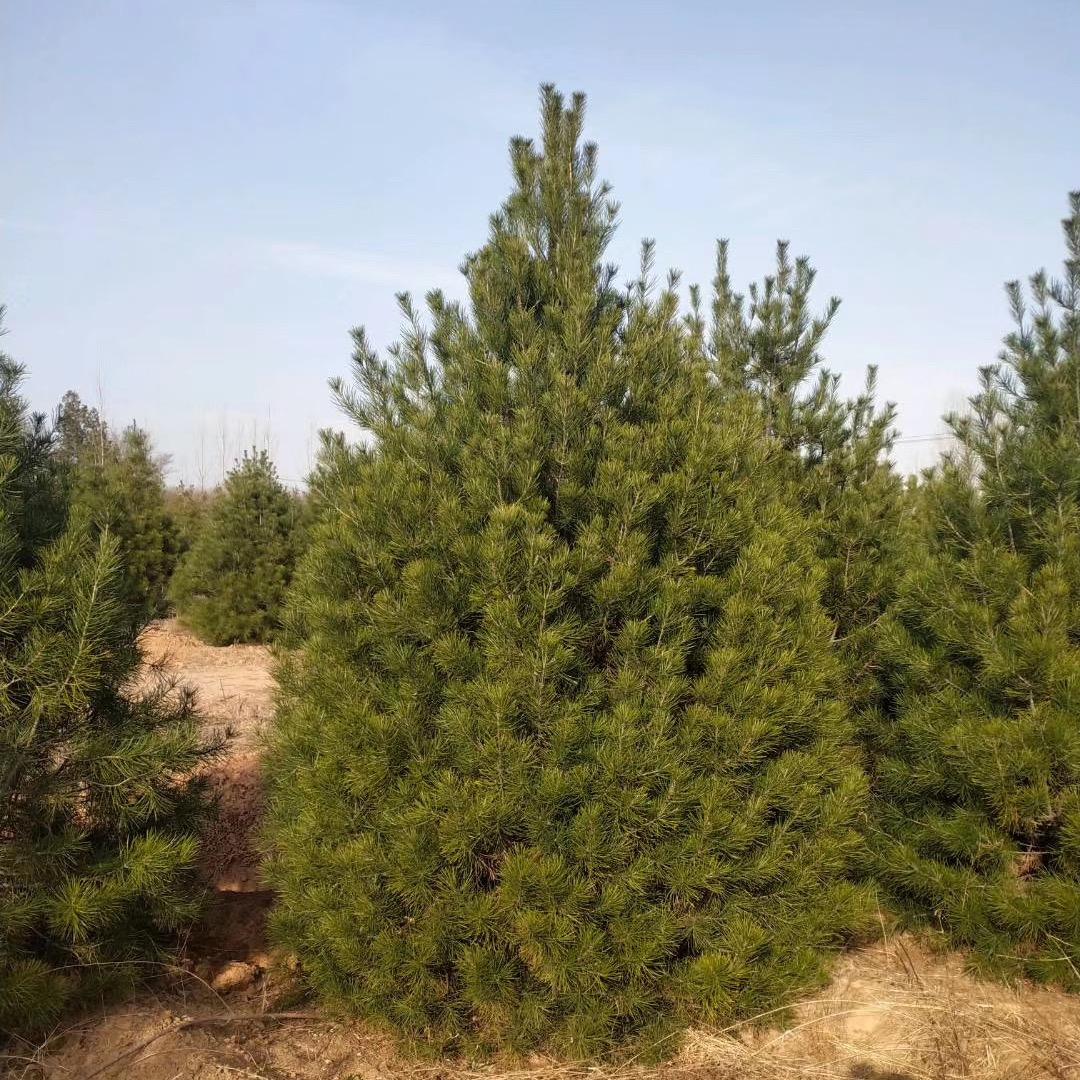 西安晓强苗木专业合作社