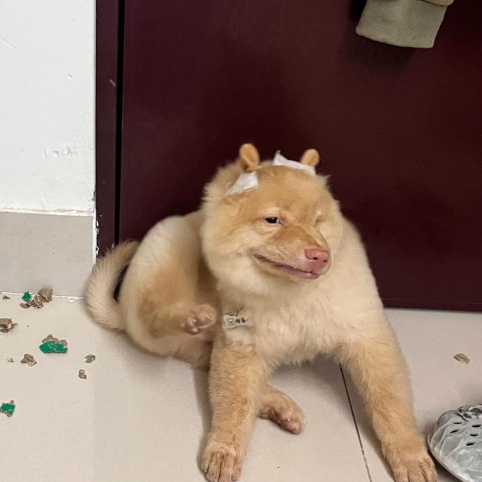 可爱榴莲🐷
