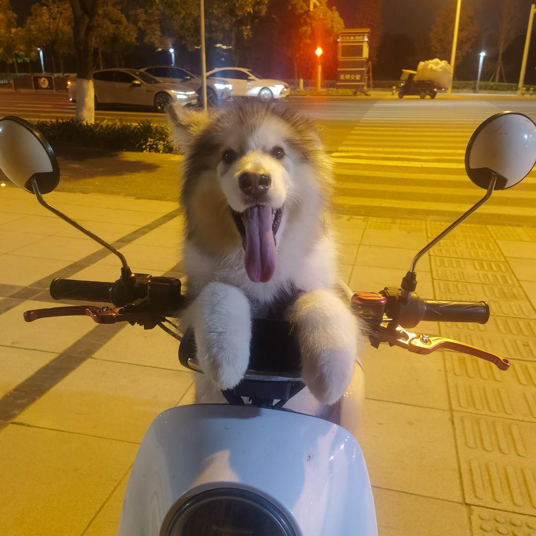 阿拉不撕家（猫狗双全版）