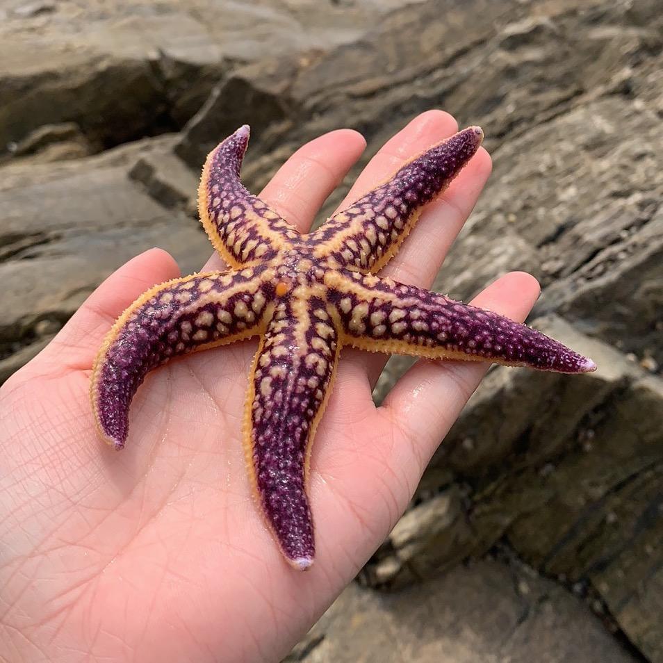 海星