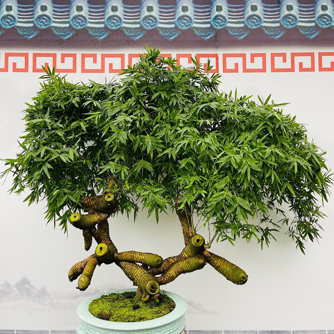 江美园艺