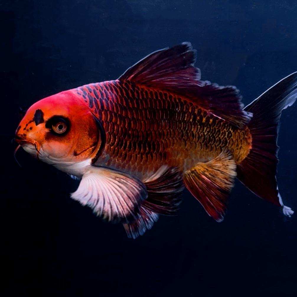 亿条鱼精品蝴蝶鲤