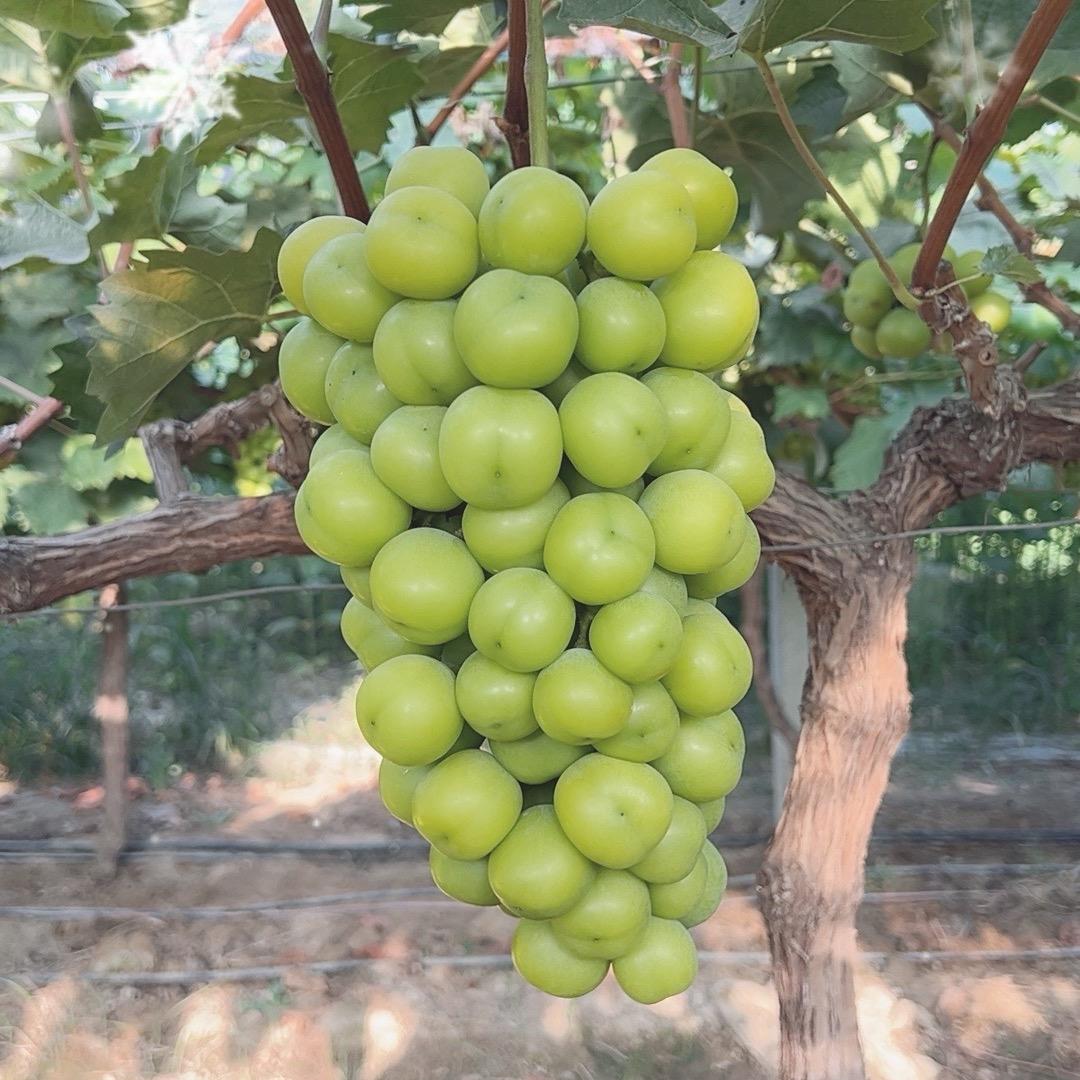 刘小胖果蔬代收代发