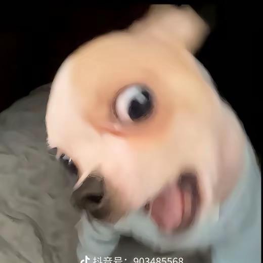 #猪猪🐷