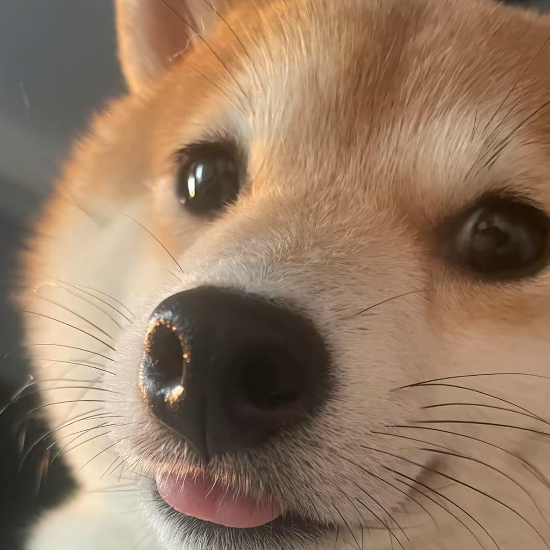 蛋仔技术主播南溪