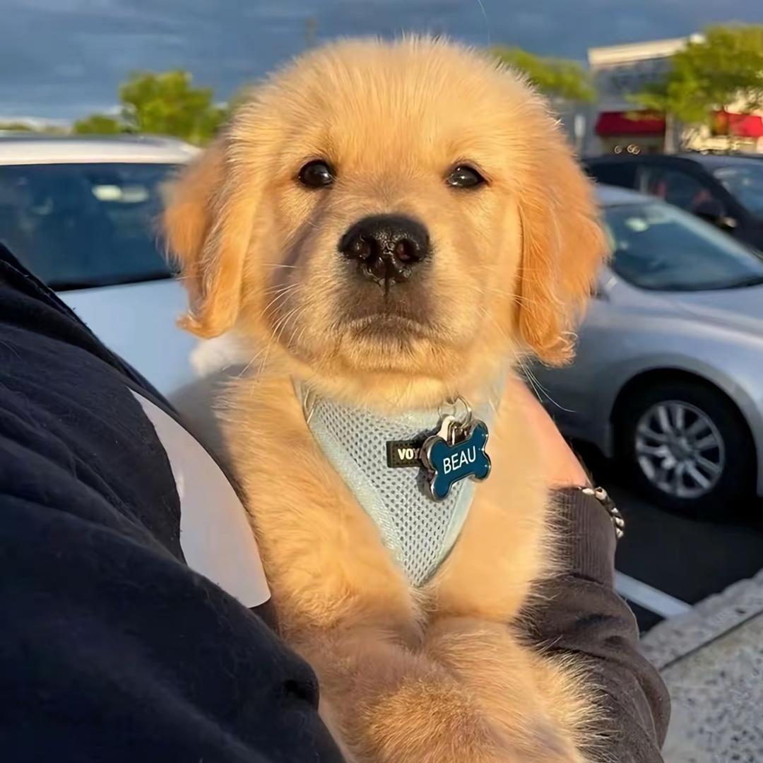 多米-喵喵喵😽