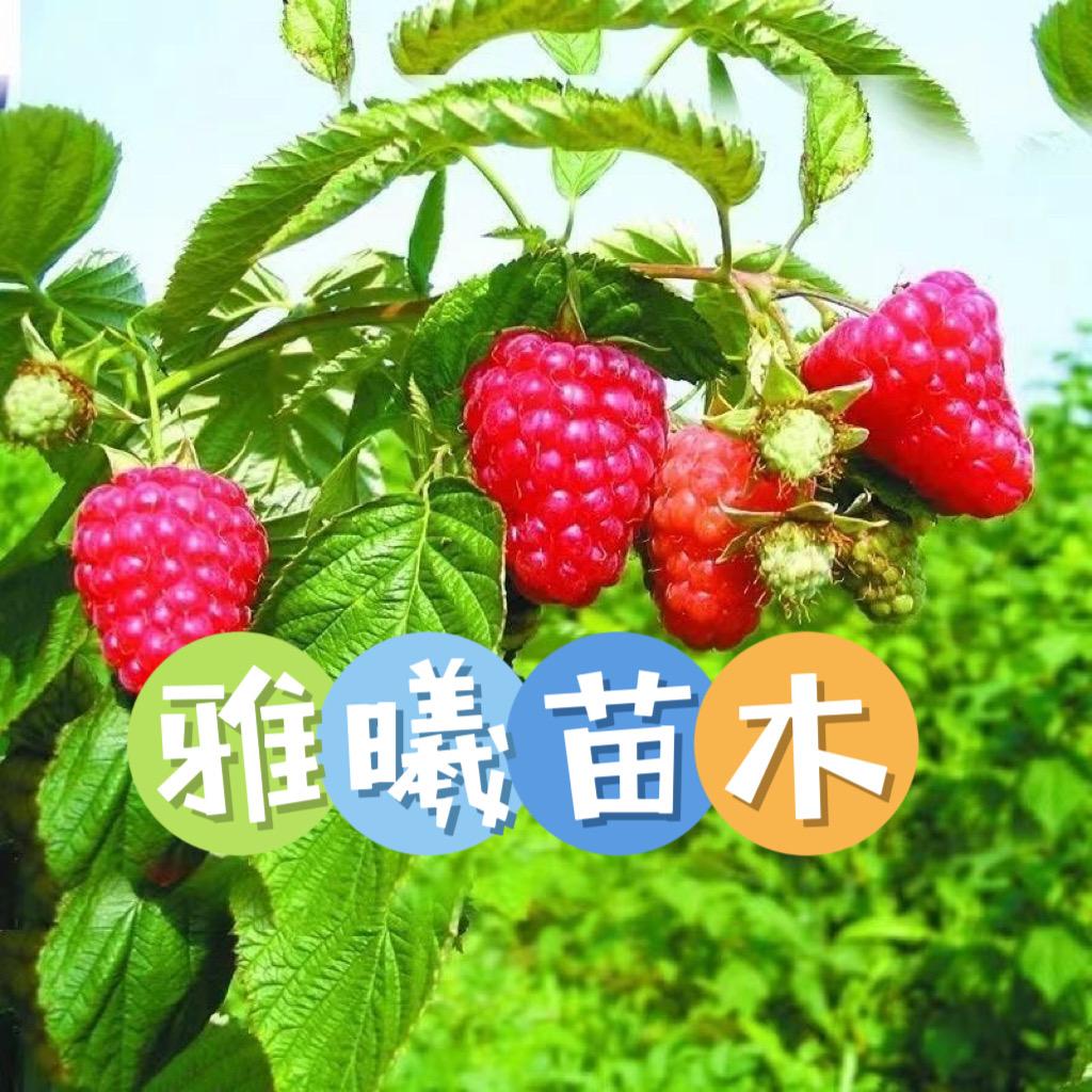 雅曦果树苗木专营店