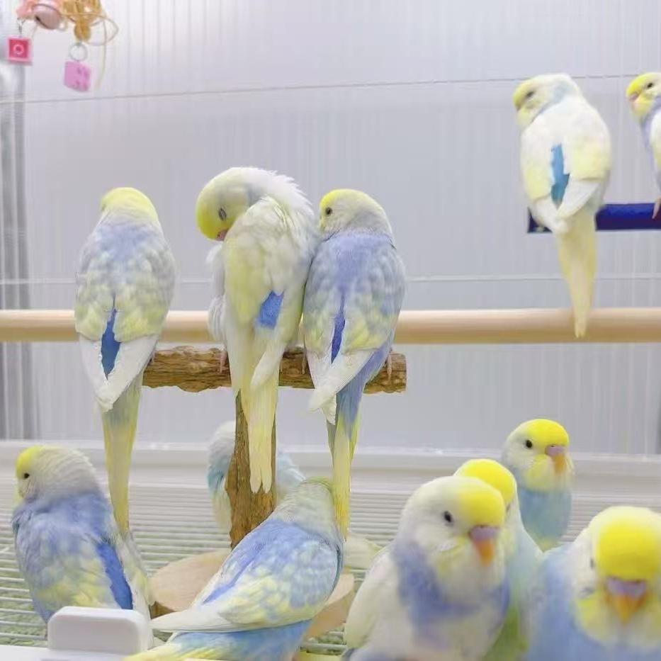 小九萌宠店