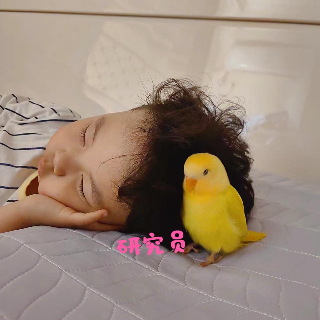 鹦鹉研究员-鸟医森