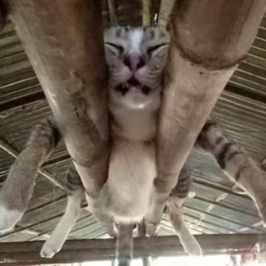 眠眠