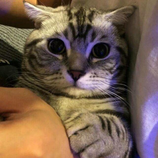 油炸鸡皮