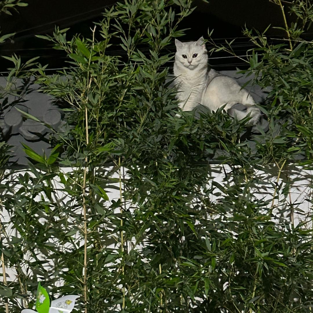 牟仪羚
