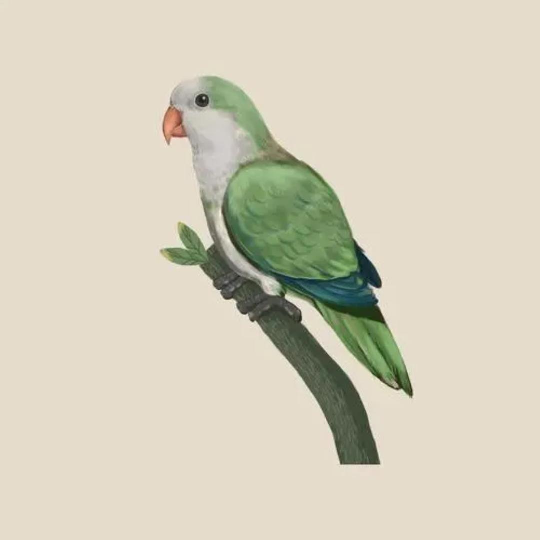家有小鸟