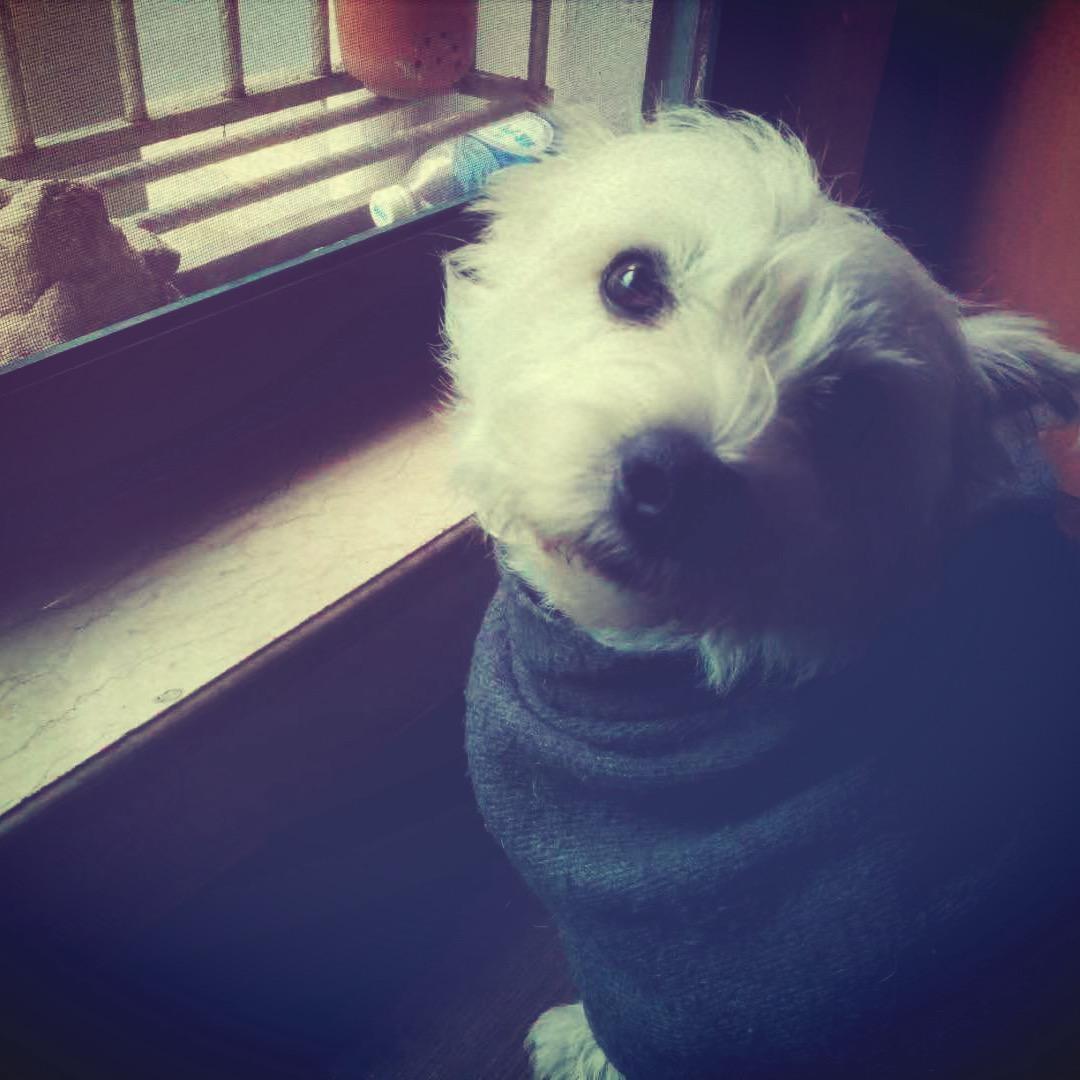 哈基栗南北绿豆