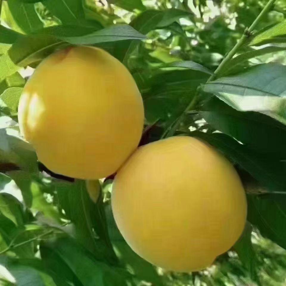 山农贸易（炎陵黄桃）