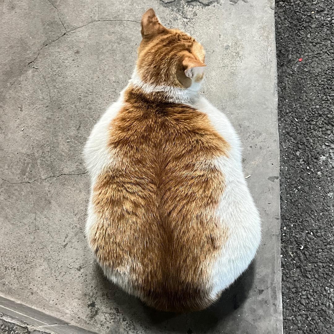 老猫超爱玩