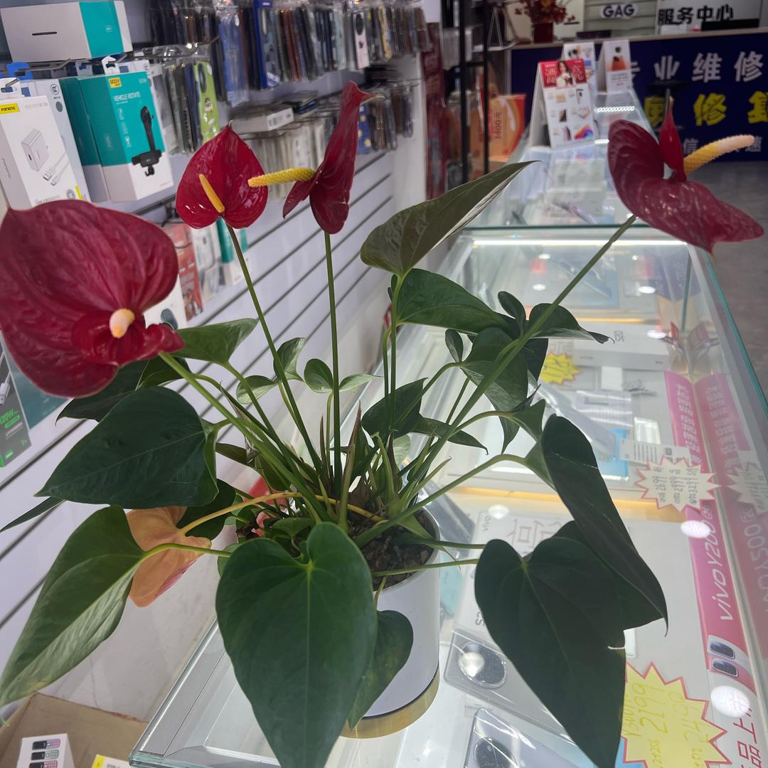 开手机店的老阿姨