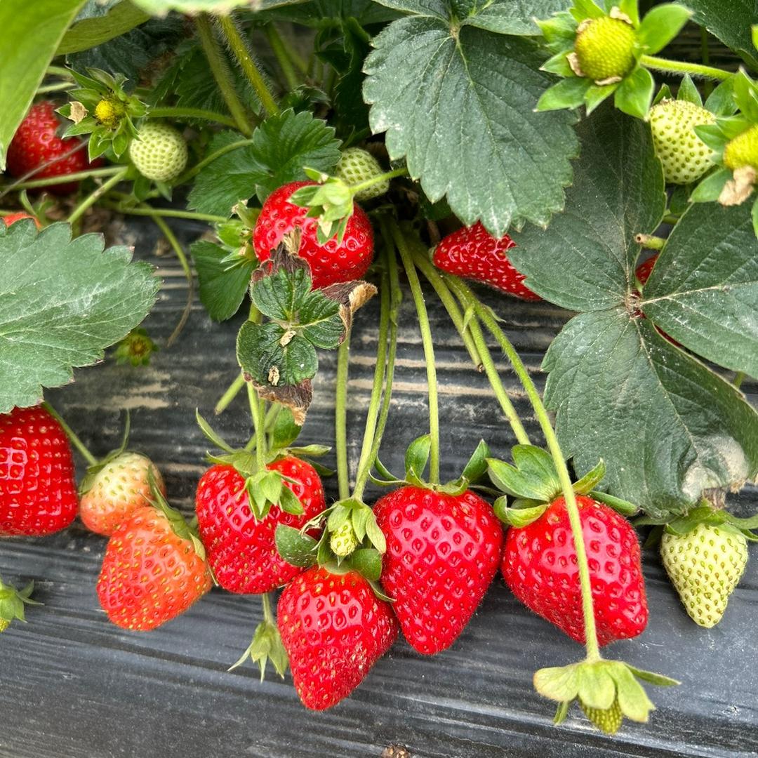 平淡简单生活🌹