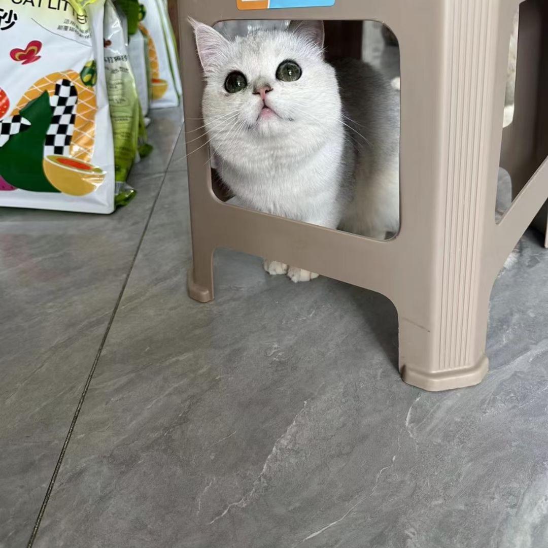 咪咪！